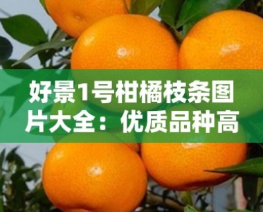 好景1号柑橘枝条图片大全:优质品种高清图集与栽培管理技术指南