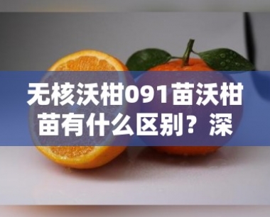 无核沃柑091苗沃柑苗有什么区别?深度解析两者差异与选购指南