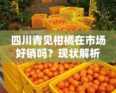 四川青见柑橘在市场好销吗?现状解析与未来趋势展望