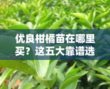 优良柑橘苗在哪里买?这五大靠谱选购渠道你知道吗?
