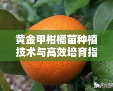 黄金甲柑橘苗种植技术与高效培育指南