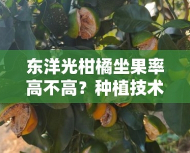 东洋光柑橘坐果率高不高?种植技术与坐果效果深度解析