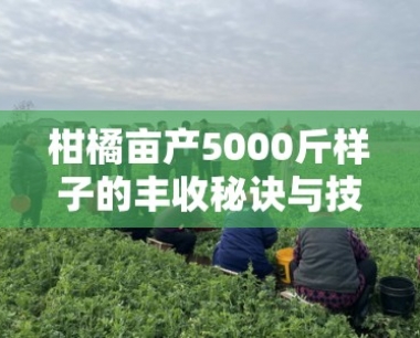 柑橘亩产5000斤样子的丰收秘诀与技术解析