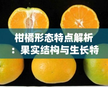 柑橘形态特点解析:果实结构与生长特征探析
