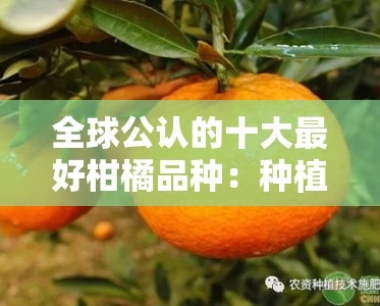 全球公认的十大更好柑橘品种:种植指南与口感评测全解析