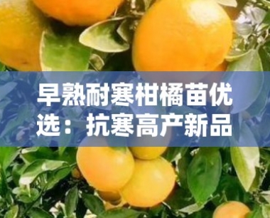 早熟耐寒柑橘苗优选:抗寒高产新品种,北方地区快速结果栽培指南