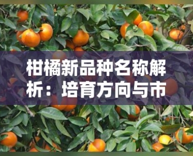 柑橘新品种名称解析:培育方向与市场趋势深度探讨