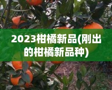2023柑橘新品(刚出的柑橘新品种)