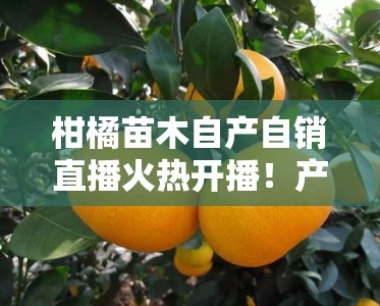 柑橘苗木自产自销直播火热开播!产地直供低价优质一站式购齐