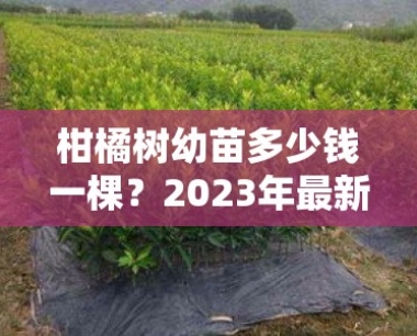 柑橘树幼苗多少钱一棵?2023年最新价格及选购指南解析