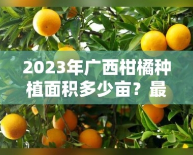 2023年广西柑橘种植面积多少亩?最新数据及产业现状分析