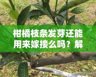 柑橘枝条发芽还能用来嫁接么吗?解析发芽枝条的嫁接可行性及 *** 作要点
