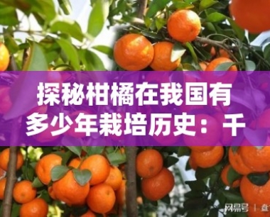 探秘柑橘在我国有多少年栽培历史:千年起源与种植演变追溯