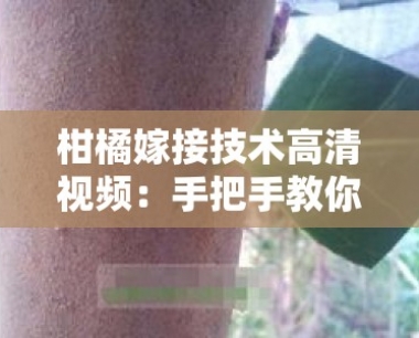 柑橘嫁接技术高清视频:手把手教你高效嫁接 *** 与 *** 作详解