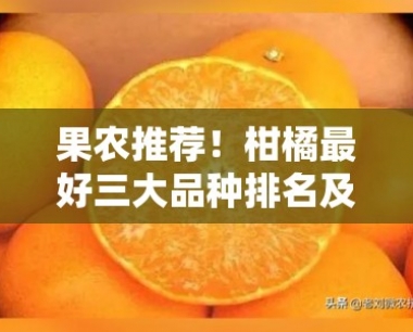 果农推荐!柑橘更好三大品种排名及种植技巧全解析