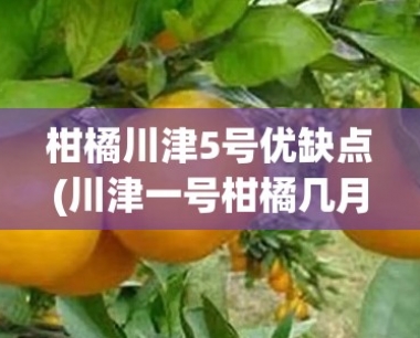 柑橘川津5号优缺点(川津一号柑橘几月上市)