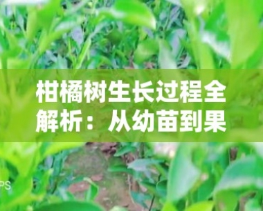 柑橘树生长过程全解析:从幼苗到果实的生命周期与管理技术
