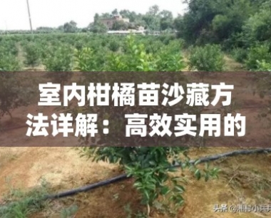 室内柑橘苗沙藏 *** 详解:高效实用的沙藏步骤与注意事项