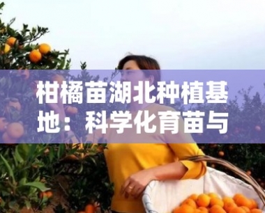 柑橘苗湖北种植基地:科学化育苗与规模化种植示范基地