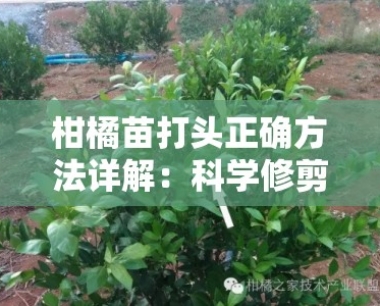 柑橘苗打头正确 *** 详解:科学修剪步骤与注意事项