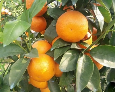 探秘四川盆地柑橘种植的奥秘!