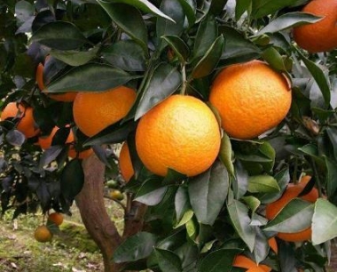 广西柑橘产业链信息揭秘:找到最新种植基地联系方式