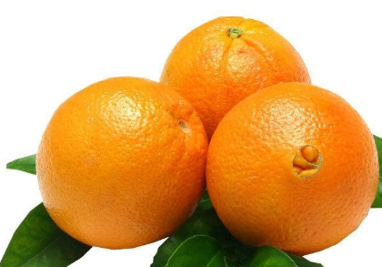  脐橙养殖方法