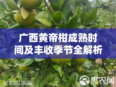 广西黄帝柑成熟时间及丰收季节全解析