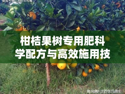 柑桔果树专用肥科学配方与高效施用技巧全解析