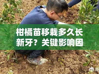 柑橘苗移栽多久长新牙？关键影响因素与科学管理方法解析