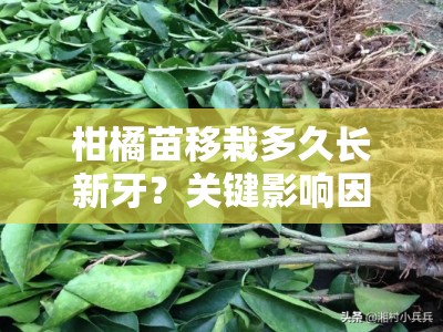 柑橘苗移栽多久长新牙？关键影响因素与科学管理方法解析