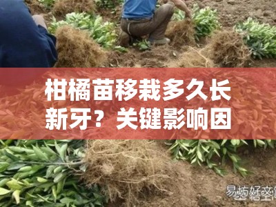 柑橘苗移栽多久长新牙？关键影响因素与科学管理方法解析