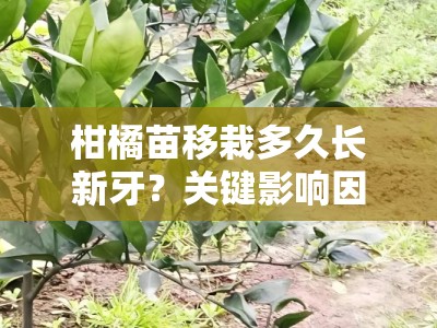 柑橘苗移栽多久长新牙？关键影响因素与科学管理方法解析