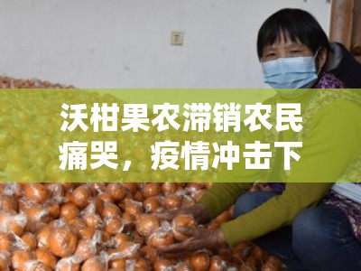 沃柑果农滞销农民痛哭，疫情冲击下亟待援手拓销路