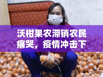 沃柑果农滞销农民痛哭，疫情冲击下亟待援手拓销路