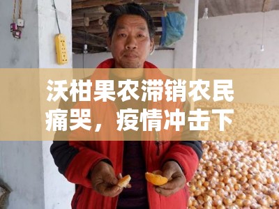 沃柑果农滞销农民痛哭，疫情冲击下亟待援手拓销路