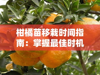 柑橘苗移栽时间指南：掌握最佳时机与关键栽培要点解析