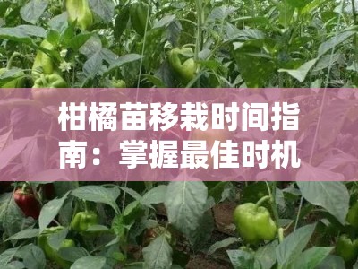 柑橘苗移栽时间指南：掌握最佳时机与关键栽培要点解析