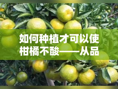 如何种植才可以使柑橘不酸——从品种选择到施肥管理的六大增甜技巧解析