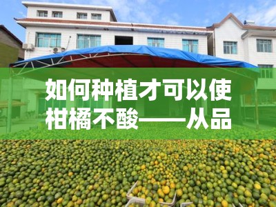 如何种植才可以使柑橘不酸——从品种选择到施肥管理的六大增甜技巧解析