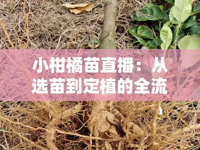 小柑橘苗直播：从选苗到定植的全流程技术示范