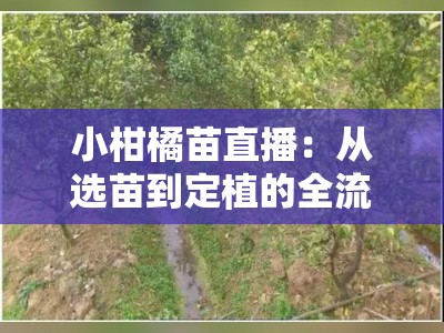 小柑橘苗直播：从选苗到定植的全流程技术示范