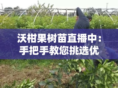 沃柑果树苗直播中：手把手教您挑选优质种苗，科学种植技巧全解析