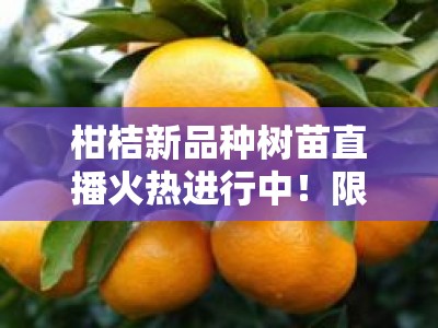 柑桔新品种树苗直播火热进行中！限时福利+专家在线选苗指导