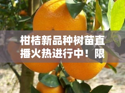 柑桔新品种树苗直播火热进行中！限时福利+专家在线选苗指导