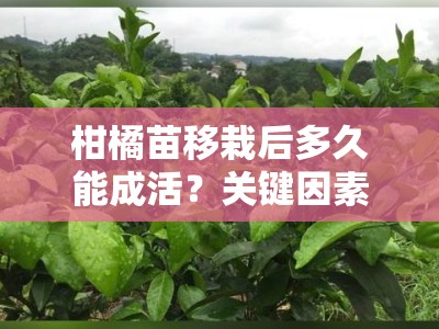 柑橘苗移栽后多久能成活？关键因素与科学管理技巧解析