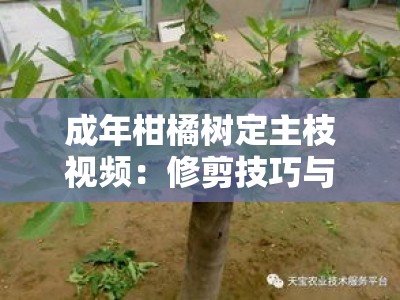 成年柑橘树定主枝视频：修剪技巧与整形步骤详解教程