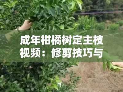 成年柑橘树定主枝视频：修剪技巧与整形步骤详解教程