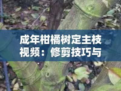 成年柑橘树定主枝视频：修剪技巧与整形步骤详解教程