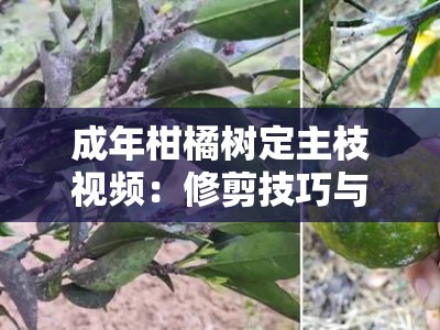 成年柑橘树定主枝视频：修剪技巧与整形步骤详解教程